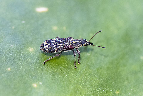 Weevil - Sphinctobelus sp.  Australia,Geotagged,Spring
