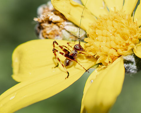 Caedicia simplex - Bush cricket  Australia,Caedica simplex,Caedicia simplex,Geotagged,Spring