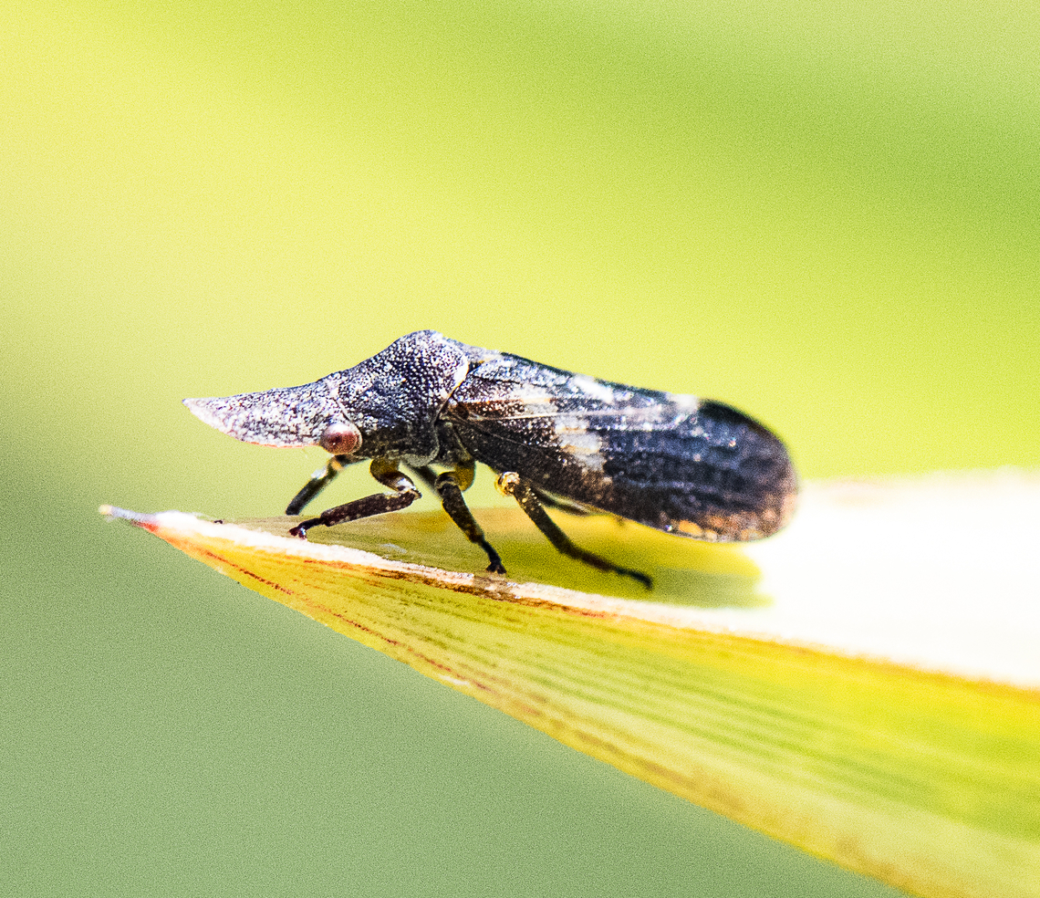Flat-headed Leafhoppers - Subfamily&nbsp;Ledrinae  Australia,Geotagged,Spring