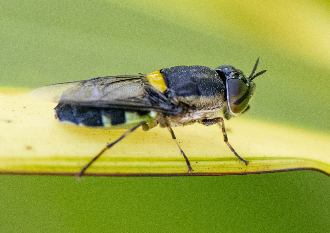 Odontomyia hunteri - Soldier fly  Australia,Geotagged,Odontomyia hunteri,Spring