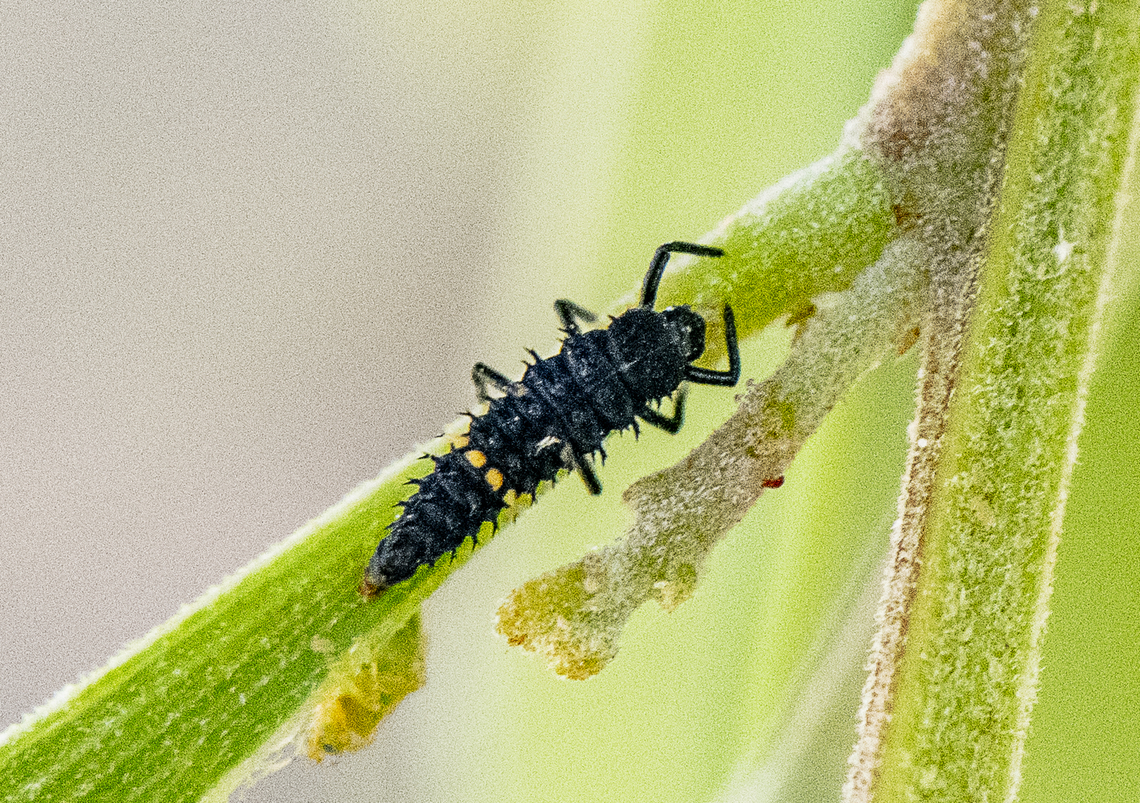 Ladybird larva  Australia,Geotagged,Spring,ladybird larva