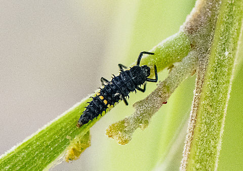 Ladybird larva  Australia,Geotagged,Spring,ladybird larva
