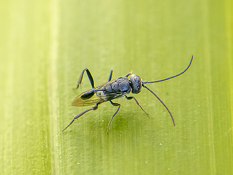 Round-headed Hatchet Wasp - Szepligetella sp.  Australia,Geotagged,Spring