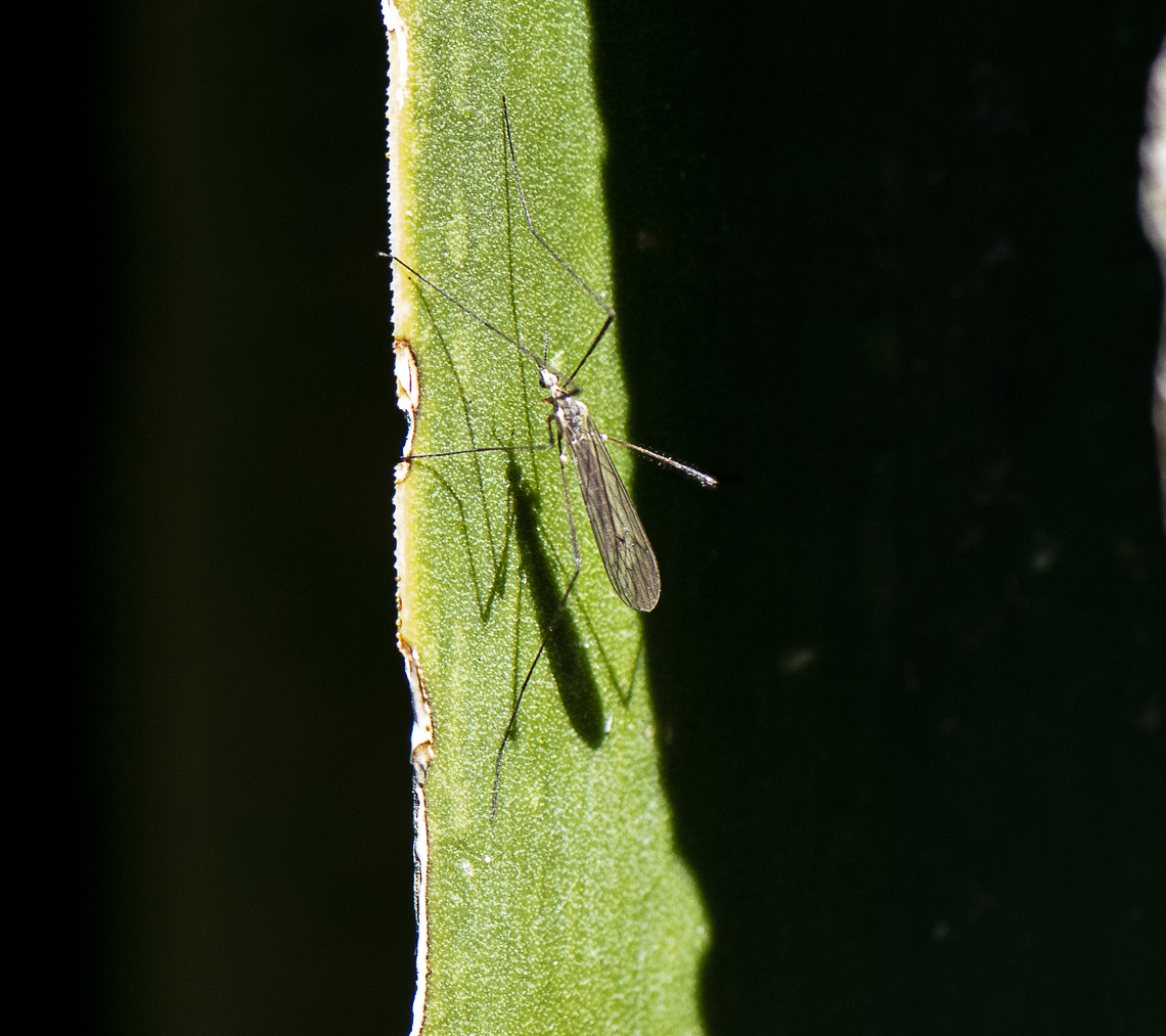 Limonid Crane Fly  Australia,Geotagged,Spring