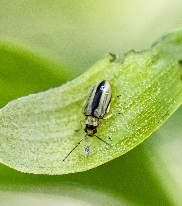 Monolepta froggatti - Leaf Beetle  Australia,Geotagged,Monolepta froggatti,Spring