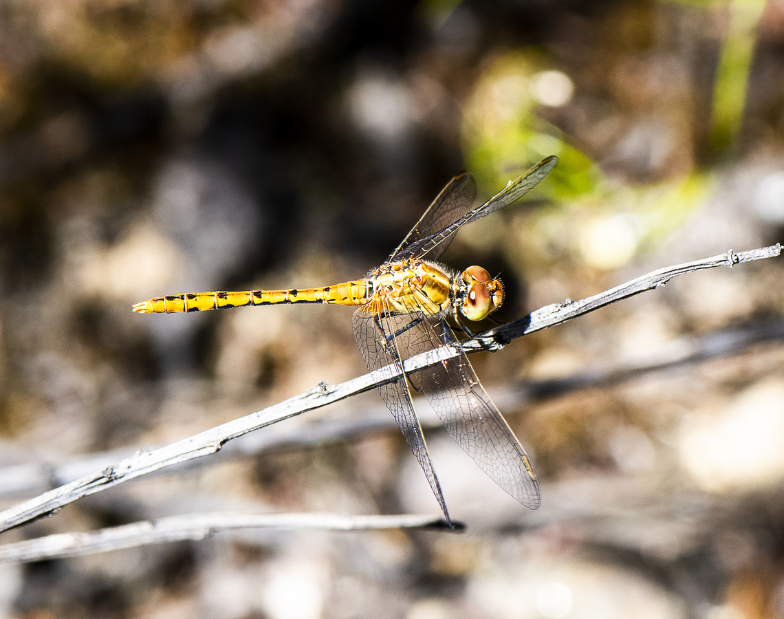 Wandering percher - female  Australia,Diplacodes bipunctata,Geotagged,Spring,Wandering Percher