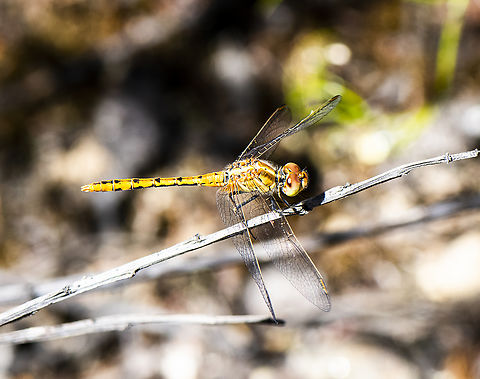 Wandering percher - female  Australia,Diplacodes bipunctata,Geotagged,Spring,Wandering Percher