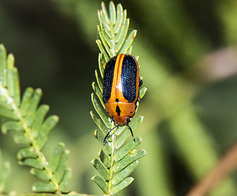 Calomela curtisi - Acacia Leaf Beetle  Australia,Calomela curtisi,Geotagged,Spring
