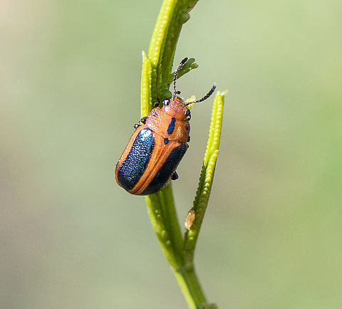 Calomela curtisi  - Acacia Leaf Beetle  Australia,Calomela curtisi,Geotagged,Spring