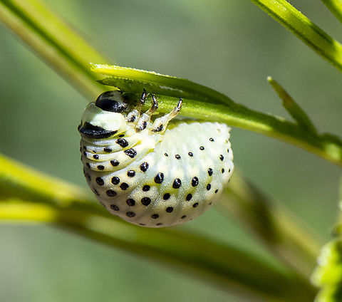 Dicranosterna immaculata - Acacia leaf beetle - Larva  Australia,Dicranosterna immaculata,Geotagged,Spring