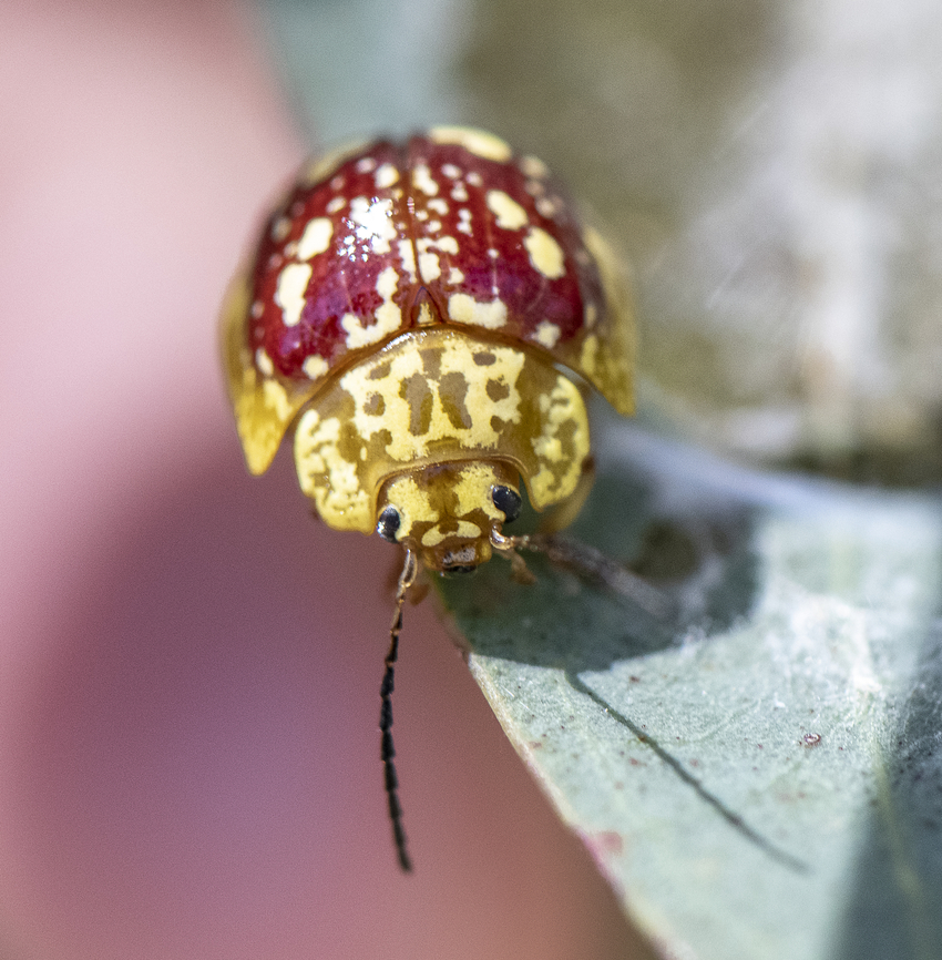 Paropsis maculata - Spotted leaf beetle  Australia,Geotagged,Paropsis maculata,Spring
