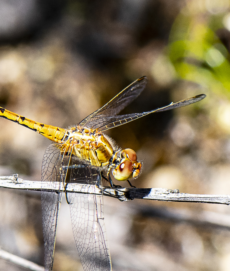 Brilliant Engineering - Wandering percher  Australia,Diplacodes bipunctata,Geotagged,Spring,Wandering Percher