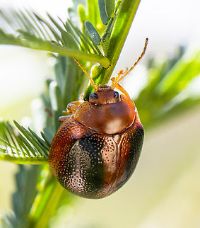 Dicranosterna immaculata - Acacia leaf beetle  Australia,Dicranosterna immaculata,Geotagged,Spring