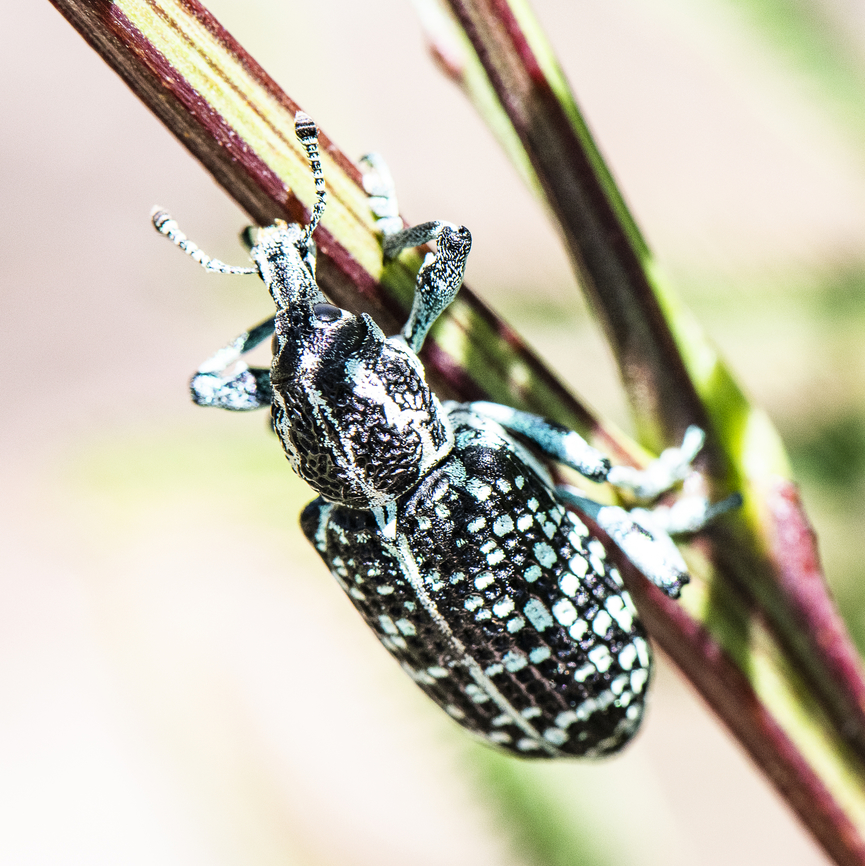 Botany Bay Weevil  Australia,Botany Bay Diamond Weevil,Chrysolopus spectabilis,Geotagged,Spring
