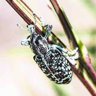 Botany Bay Weevil  Australia,Botany Bay Diamond Weevil,Chrysolopus spectabilis,Geotagged,Spring