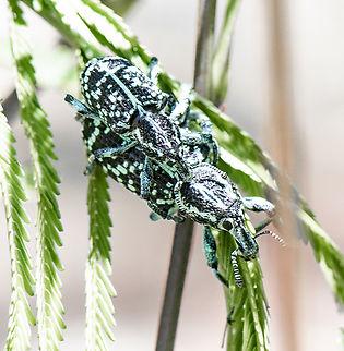 Camouflaged coupling - Botany bay weevil  Australia,Botany Bay Diamond Weevil,Chrysolopus spectabilis,Geotagged,Spring