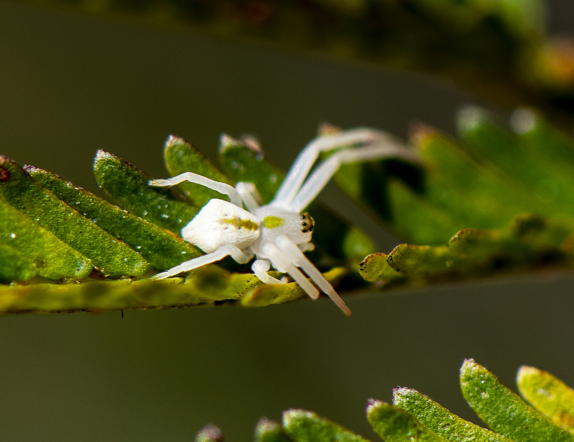 Crab spider - Thomisus spectabilis  Australia,Geotagged,Spring,Thomisus spectabilis,White crab spider