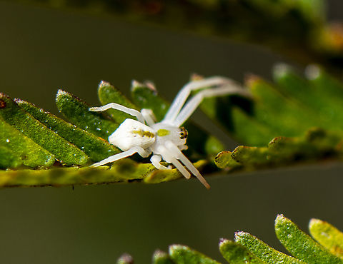 Crab spider - Thomisus spectabilis  Australia,Geotagged,Spring,Thomisus spectabilis,White crab spider