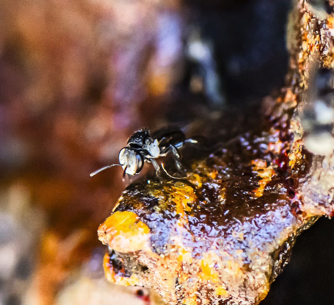 Native bee - Tetragonula carbonaria - stingless bee  Australia,Charcoal Stingless Bee,Geotagged,Spring,Tetragonula carbonaria