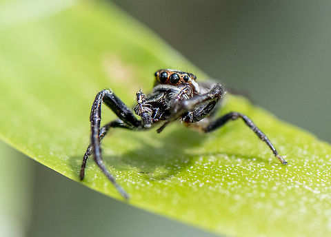 Opisthoncus grassator - Wandering Vagabond  Australia,Geotagged,Opisthoncus Grassator,Prowling Jumper,Spring