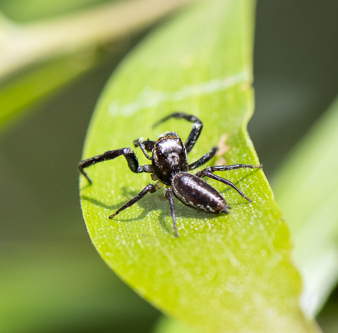 Opisthoncus grassator - Wandering Vagabond  Australia,Geotagged,Opisthoncus Grassator,Prowling Jumper,Spring