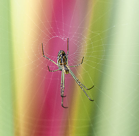 Leucage dromedaria  Australia,Geotagged,Humped silver orb spider,Leucauge dromedaria,Spring