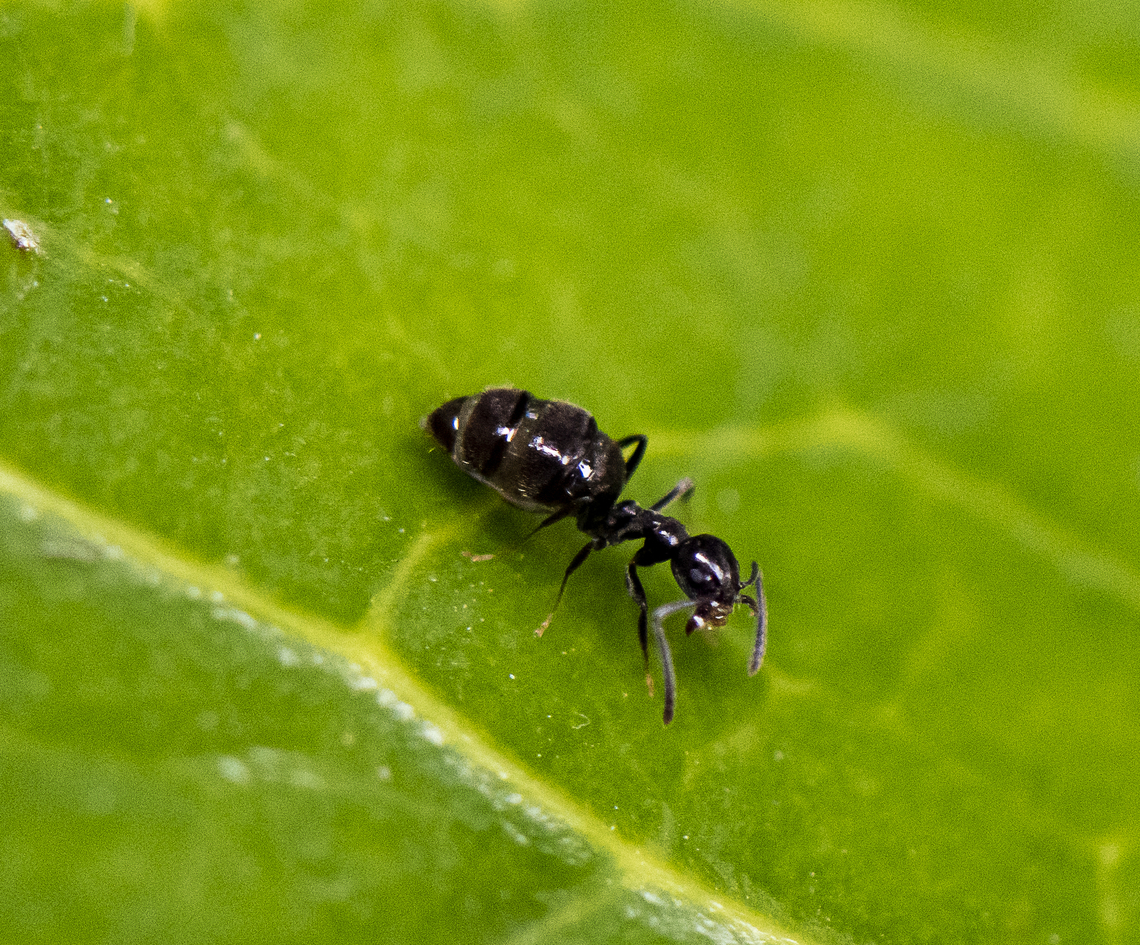 Ant - Echnomyrmex albipes  Australia,Geotagged,Spring,Technomyrmex albipes,White-footed Ant