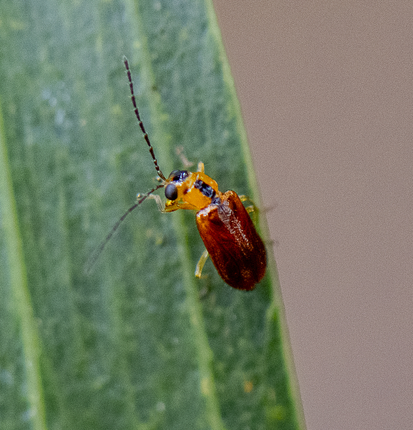 Boggle-eyed Leaf Beetle - Subf. Galerucinae  Australia,Geotagged,Spring