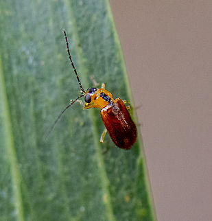 Boggle-eyed Leaf Beetle - Subf. Galerucinae  Australia,Geotagged,Spring