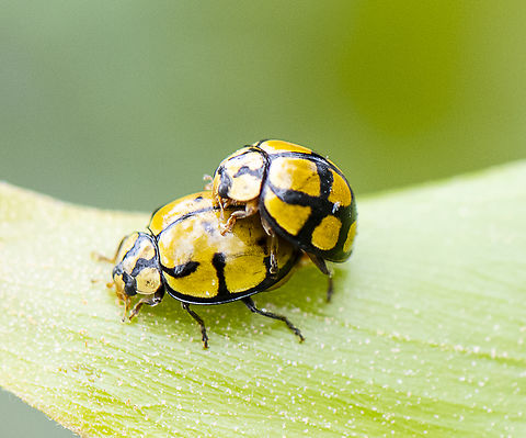 Tortoise - shelled ladybird love - Harmonia testudinaria  Australia,Geotagged,Harmonia testudinaria,Spring,Tortoise-shelled ladybird