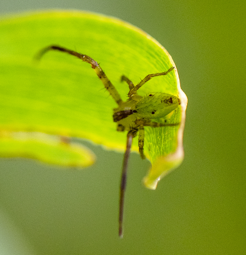 Green Orbweaver  Australia,Geotagged,Spring