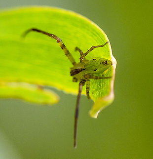Green Orbweaver  Australia,Geotagged,Spring