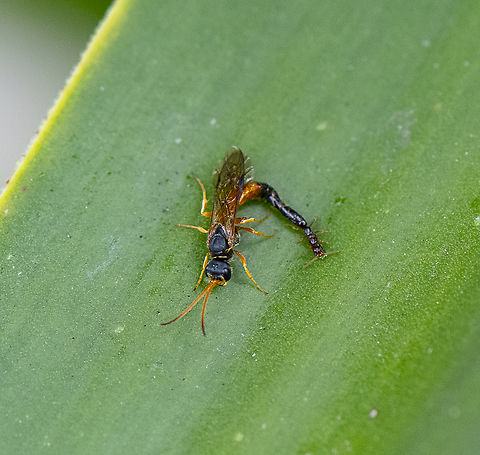 Ichneumon Wasp union  Australia,Geotagged,Spring