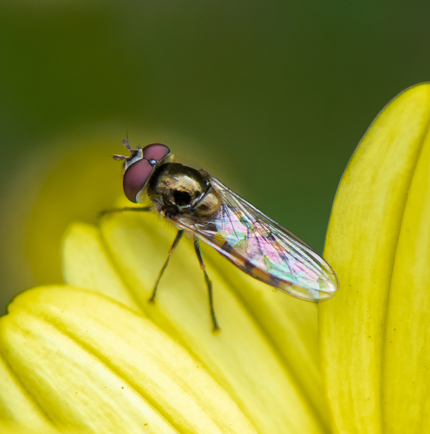 Common Halfband hoverfly  Australia,Common Halfband,Geotagged,Melangyna viridiceps,Spring