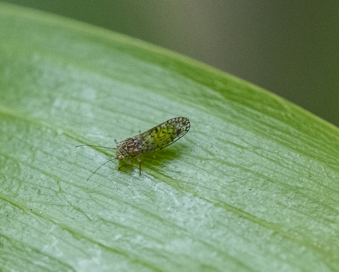 Acizzia uncatoides - Aussie Psyllid Tiny and quick Acizzia uncatoides,Australia,Geotagged,Spring