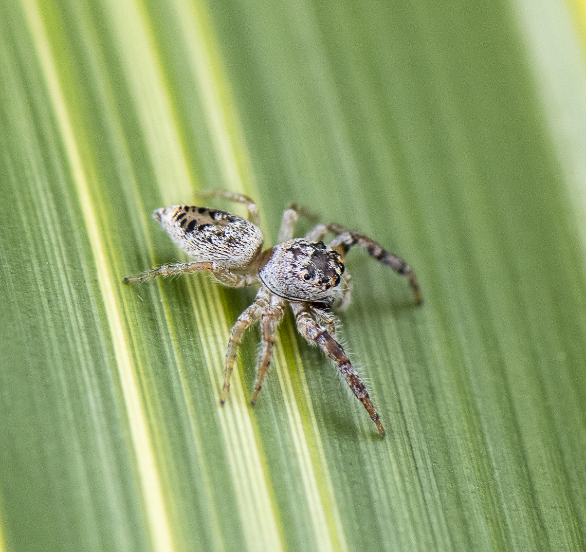 Opisthoncus polyphemus  Australia,Geotagged,Opisthoncus polyphemus,Spring