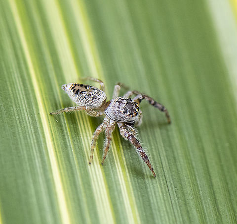 Opisthoncus polyphemus  Australia,Geotagged,Opisthoncus polyphemus,Spring