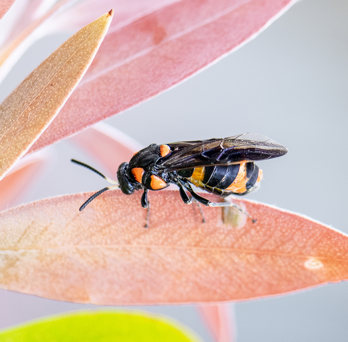 Callistemon sawfly - female  Australia,Bottlebrush sawfly,Geotagged,Pterygophorus cinctus,Spring