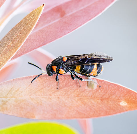 Callistemon sawfly - female  Australia,Bottlebrush sawfly,Geotagged,Pterygophorus cinctus,Spring