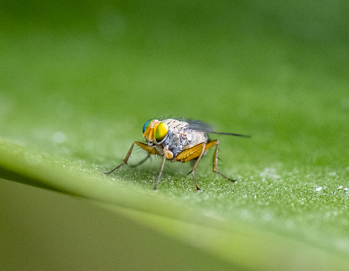 Tiny Fly  Australia,Geotagged,Spring