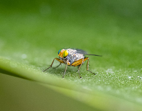 Tiny Fly  Australia,Geotagged,Spring