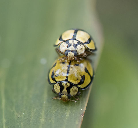 Never ending - Harmonia testudinaria It would seem to me that the male has different markings accentuated and that the female has spots. Australia,Geotagged,Harmonia testudinaria,Spring,Tortoise-shelled ladybird