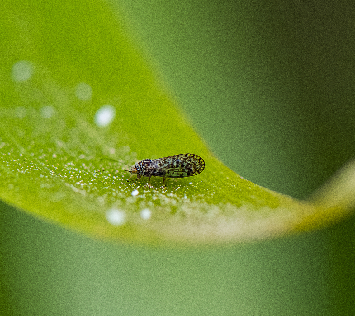 Acizzia uncatoides - Aussie Psyllid  Acizzia uncatoides,Australia,Geotagged,Spring