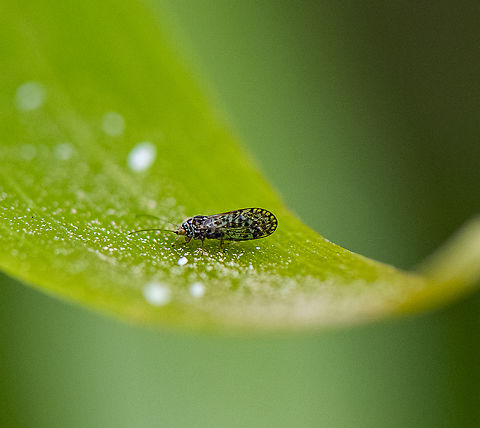 Acizzia uncatoides - Aussie Psyllid  Acizzia uncatoides,Australia,Geotagged,Spring