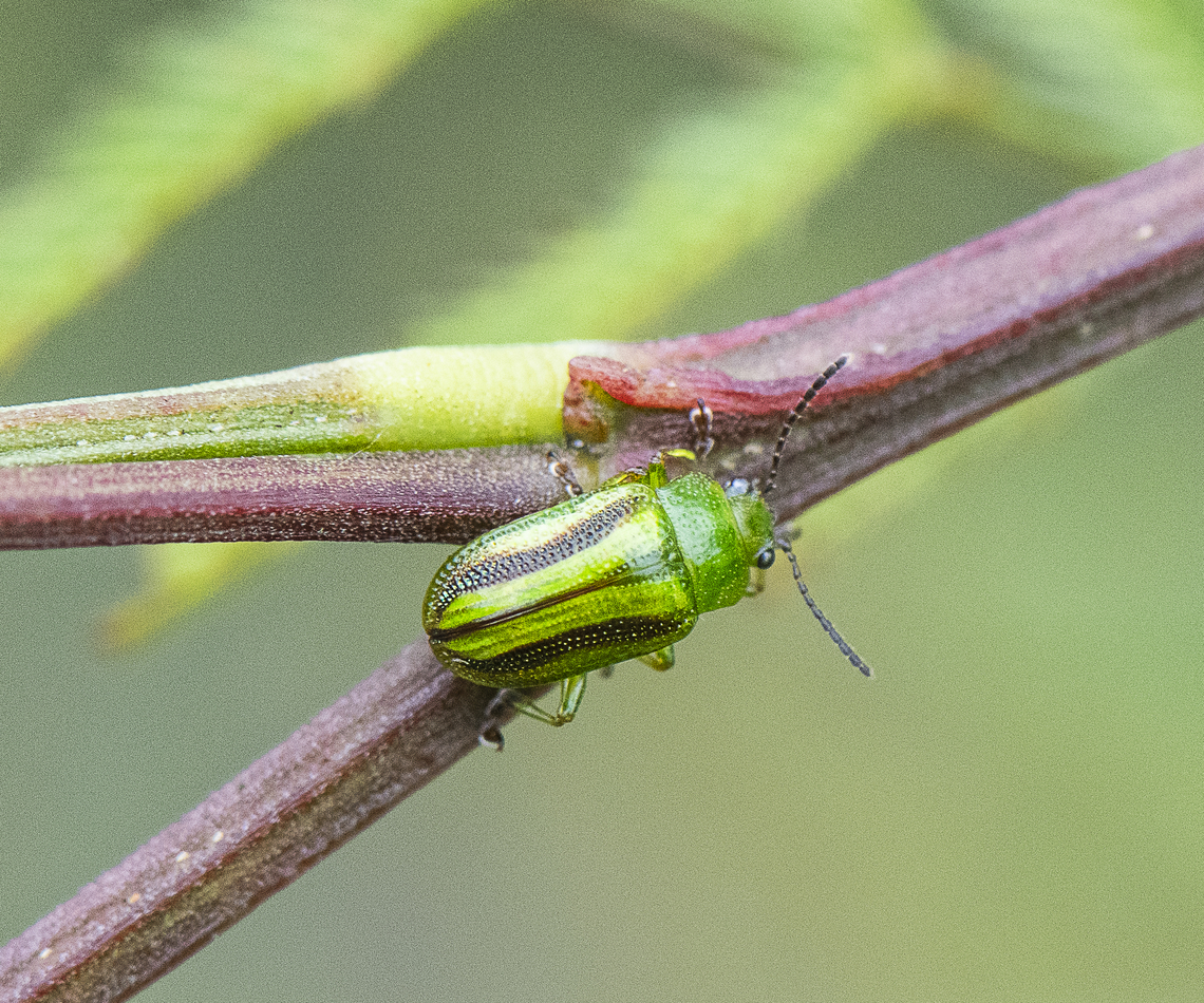 Acacia Golden Green Leaf Beetle - Calomela juncta  Australia,Calomela juncta,Geotagged,Spring