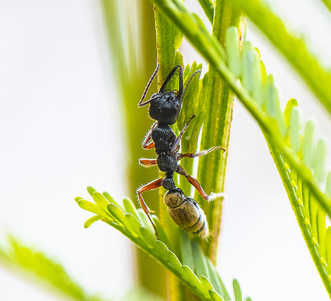 Myrmecia fulvipes - Red-legged Toothless bull ant  Australia,Geotagged,Myrmecia fulvipes,Spring