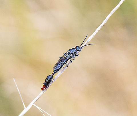 Flower wasp mating  Australia,Geotagged,Spring