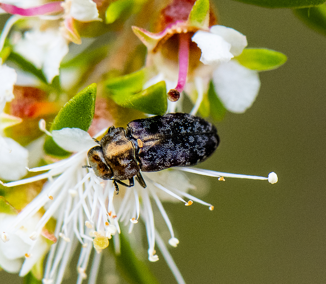Beetle - Diphucrania pauperula  Australia,Geotagged,Spring