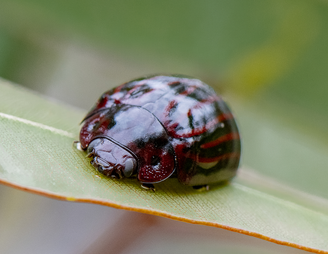 Paropsisterna nigerrima - Leaf beetle, Button beetle  Australia,Geotagged,Paropsisterna nigerrima,Spring