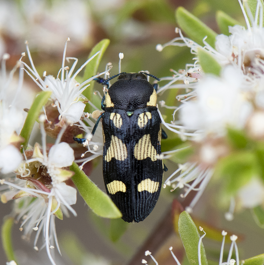 Jewel Beetle -  Castiarina octospilota  Australia,Castiarina octospilota,Geotagged,Spring